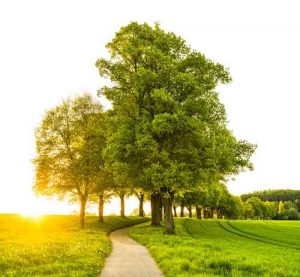 Oak Tree